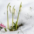 Schneeglöckchen (Galanthus nivalis)