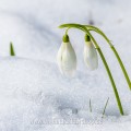 Schneeglöckchen (Galanthus nivalis)