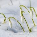 Schneeglöckchen (Galanthus nivalis)