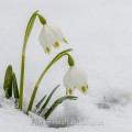 Märzenbecher (Leucojum vernum)