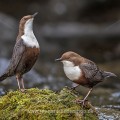 Wasseramseln (Cinclus cinclus) bei der Balz