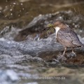 Wasseramsel (Cinclus cinclus)