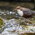 Wasseramsel (Cinclus cinclus)