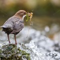 Wasseramsel (Cinclus cinclus)