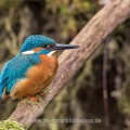 Eisvogel (Alcedo atthis) Männchen