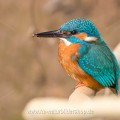 Eisvogel (Alcedo atthis) Männchen