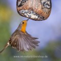 Rotkehlchen (Erithacus rubecula)