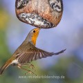 Rotkehlchen (Erithacus rubecula)