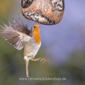 Rotkehlchen (Erithacus rubecula)