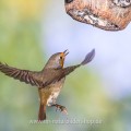 Rotkehlchen (Erithacus rubecula)
