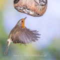 Rotkehlchen (Erithacus rubecula)