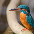 Eisvogel (Alcedo atthis) Weibchen