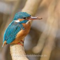 Eisvogel (Alcedo atthis) Weibchen