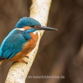 Eisvogel (Alcedo atthis) Männchen