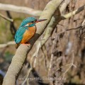 Eisvogel (Alcedo atthis) Weibchen