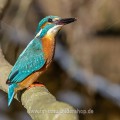 Eisvogel (Alcedo atthis) Männchen