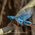 Eisvogel (Alcedo atthis) Weibchen