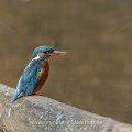 Eisvogel (Alcedo atthis) Weibchen