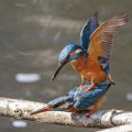 Eisvogel (Alcedo atthis) bei der Paarung