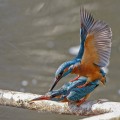 Eisvogel (Alcedo atthis) bei der Paarung