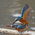Eisvogel (Alcedo atthis) bei der Paarung