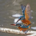 Eisvogel (Alcedo atthis) bei der Paarung