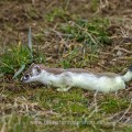 Hermelin (Mustela erminea) im Fellwechsel