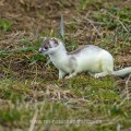 Hermelin (Mustela erminea) im Fellwechsel