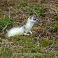 Hermelin (Mustela erminea) im Fellwechsel