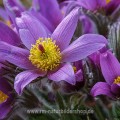 Gemeine Küchenschelle (Pulsatilla vulgaris)