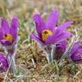 Gemeine Küchenschelle (Pulsatilla vulgaris)