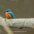 Eisvogel (Alcedo atthis) Männchen
