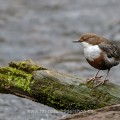 Wasseramsel (Cinclus cinclus)