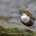 Wasseramsel (Cinclus cinclus)