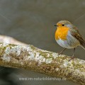 Rotkehlchen (Erithacus rubecula)