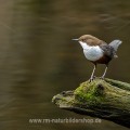 Wasseramsel (Cinclus cinclus)