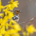 Buchfink (Fringilla coelebs) Männchen