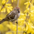 Birkenzeisig, (Carduelis flammea) Männchen