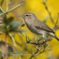 Zilpzalp (Phylloscopus collybita)