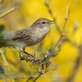 Zilpzalp (Phylloscopus collybita)