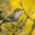 Zilpzalp (Phylloscopus collybita)