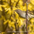 Zilpzalp (Phylloscopus collybita)