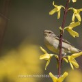 Zilpzalp (Phylloscopus collybita)