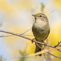 Zilpzalp (Phylloscopus collybita)