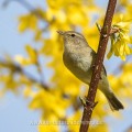 Zilpzalp (Phylloscopus collybita)