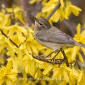 Zilpzalp (Phylloscopus collybita)
