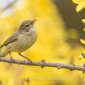 Zilpzalp (Phylloscopus collybita)