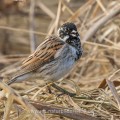 Rohrammer (Emberiza schoeniclus) Männchen