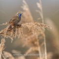 Weißsterniges Blaukehlchen (Luscinia svecica)