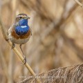 Weißsterniges Blaukehlchen (Luscinia svecica)